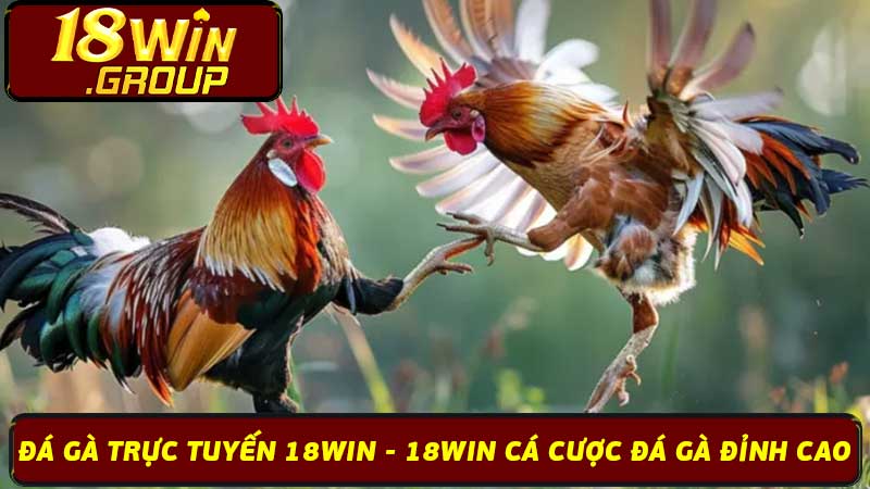 Đá Gà Trực Tuyến 18Win - 18Win Cá Cược Đá Gà Đỉnh Cao